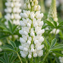 Lupin Russell Noble Maiden White Seeds