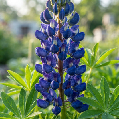 Lupin Russell The Governor Navy Blue Seeds