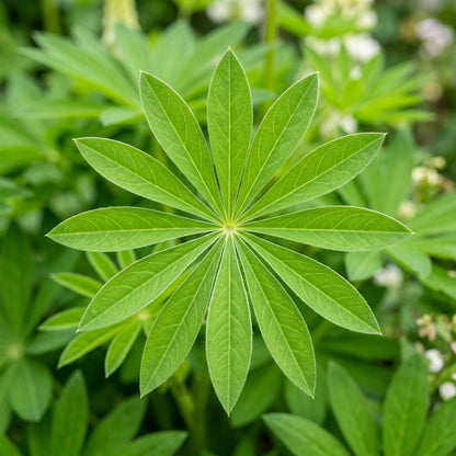 Lupin Russell Noble Maiden White Seeds