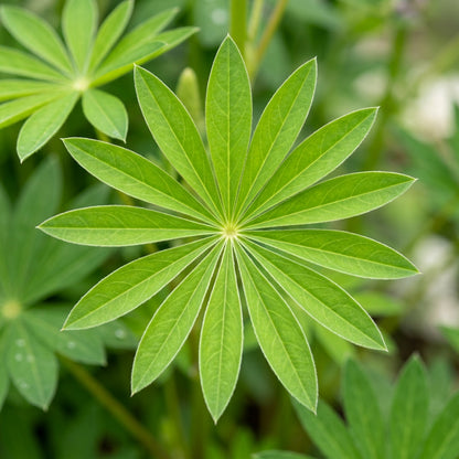 Lupin Sunrise Flower Seeds