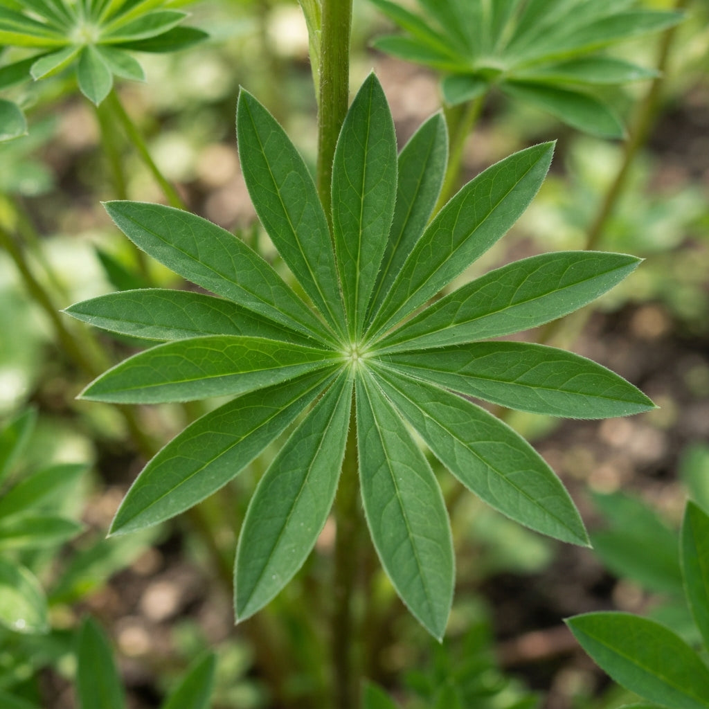 Lupin Russell The Governor Navy Blue Seeds