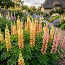 Lupin Sunrise Flower Seeds