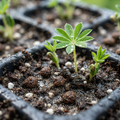 Lupin Sunrise Flower Seeds for Planting