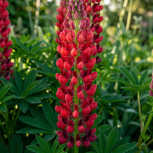 Lupinus Russellii 'My Castle' Flower Seeds - Lupin Flower Seeds for Garden