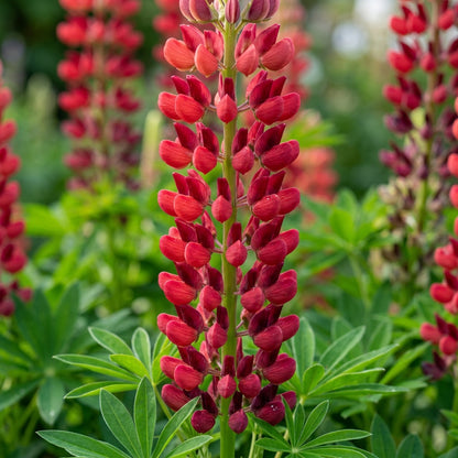 Lupinus Russellii 'My Castle' Flower Seeds - Lupin Flower Seeds for Garden