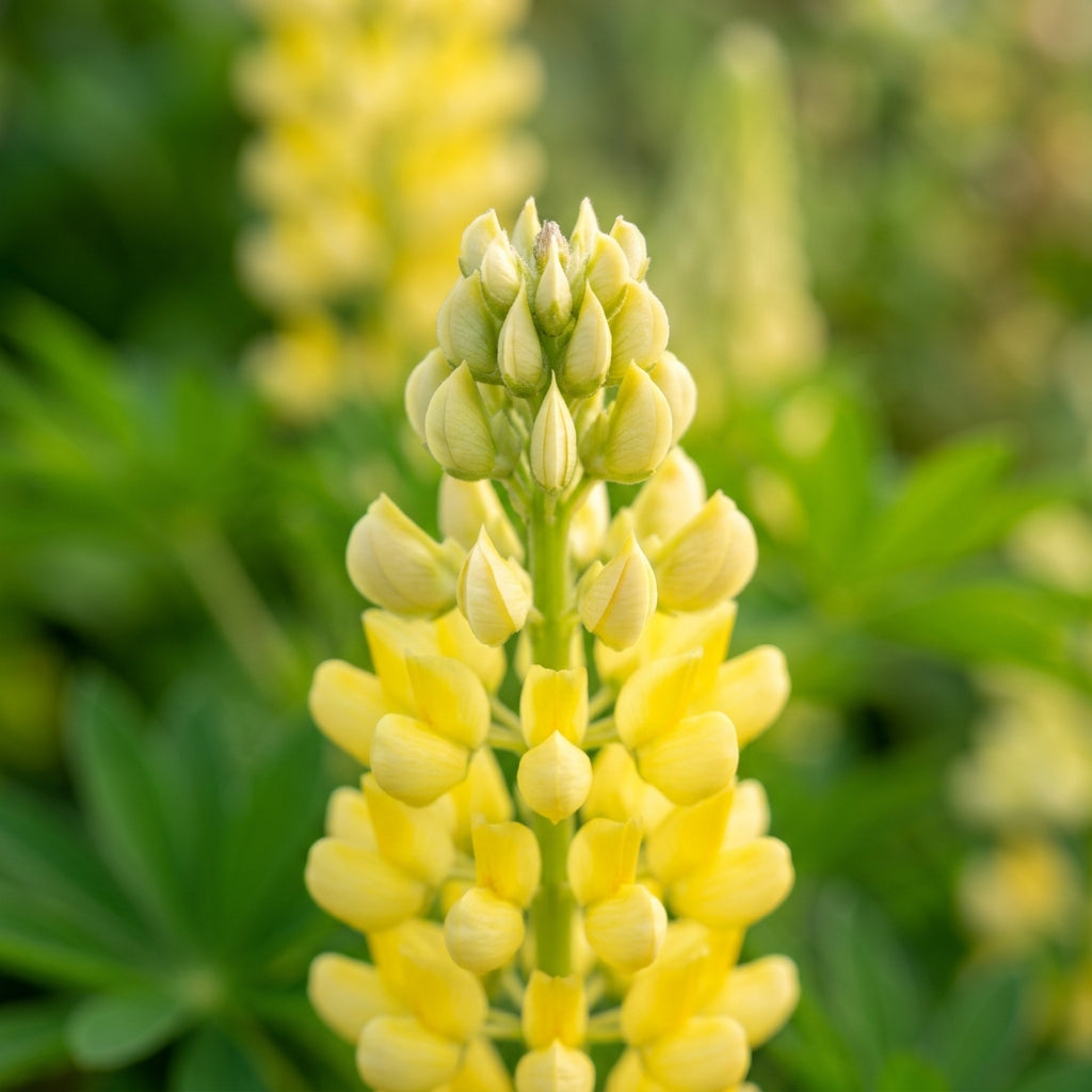 Lupinus russellii 'Chandelier' Flower Seeds for Planting