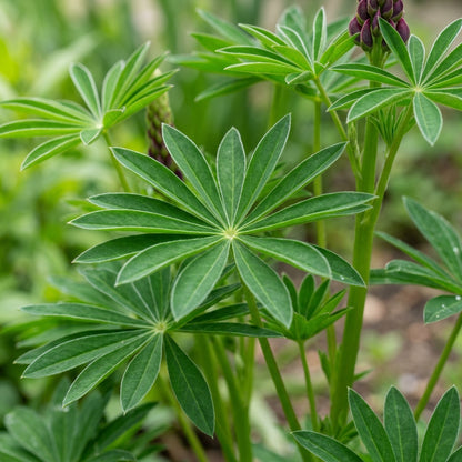Lupinus Russellii 'My Castle' Flower Seeds - Lupin Flower Seeds for Garden