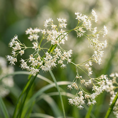Luzula Nivea Flower Seeds For Planting