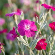 Lychnis Coronaria Flower Seeds for Garden Planting