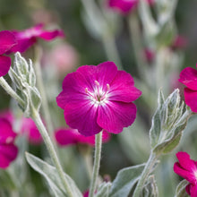 Lychnis Coronaria Flower Seeds for Garden Planting