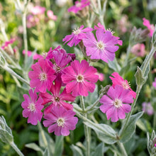 Lychnis Flos Jovis Flower Seeds For Planting