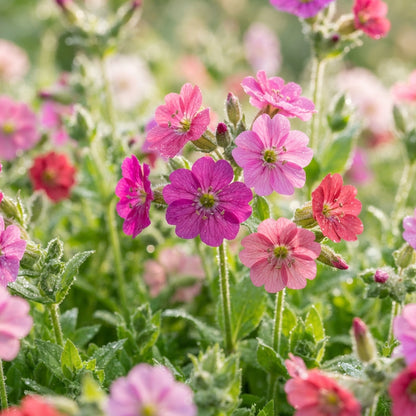 Lychnis yunnanensis Flower Seeds for Planting
