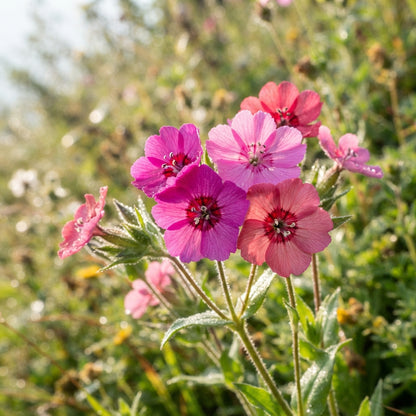 Lychnis yunnanensis Flower Seeds for Planting