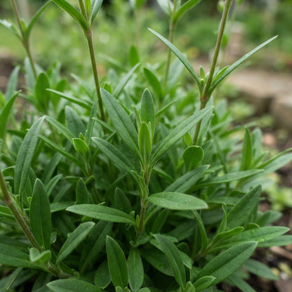 Lychnis yunnanensis Flower Seeds for Planting
