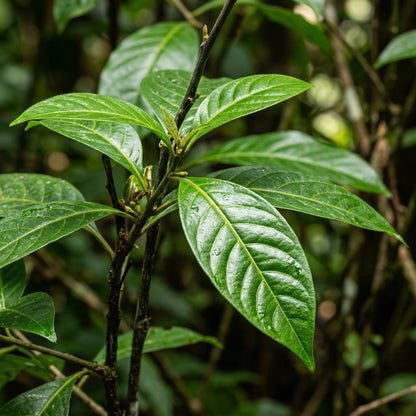 Lycianthes lycoides Flower Seeds for Planting