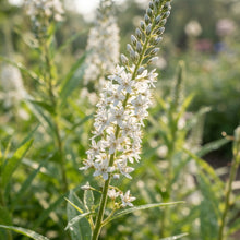 Lysimachia ephemerum Flower Seeds for Planting
