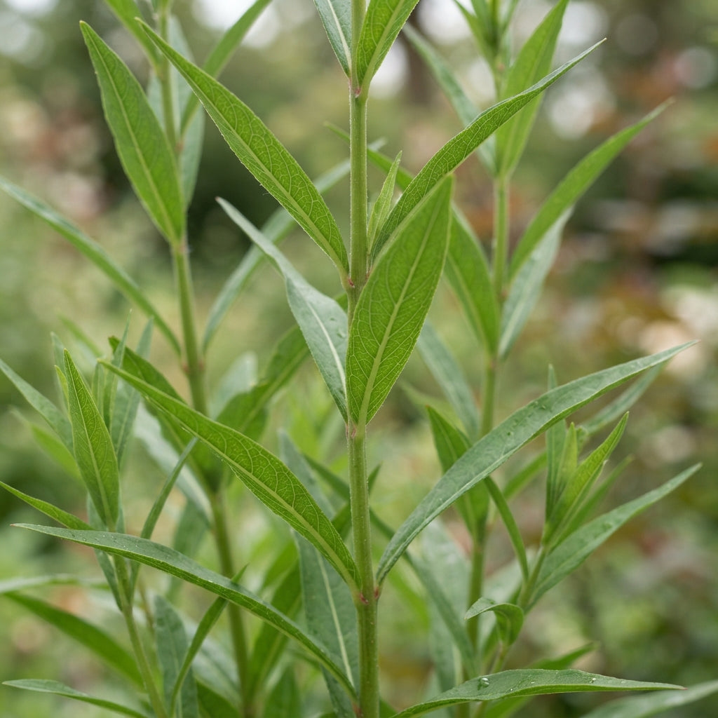 Lysimachia ephemerum Flower Seeds for Planting