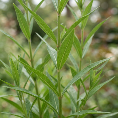Lysimachia ephemerum Flower Seeds for Planting