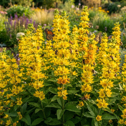 Lysimachia Punctata Yellow Perennial Seeds for Planting