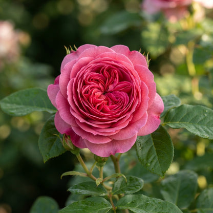 Ma Cherie Rose Flower Seeds for Planting