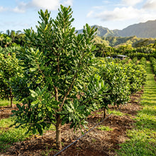 Macadamia Nut Tree (Macadamia integrifolia) Seeds for Planting
