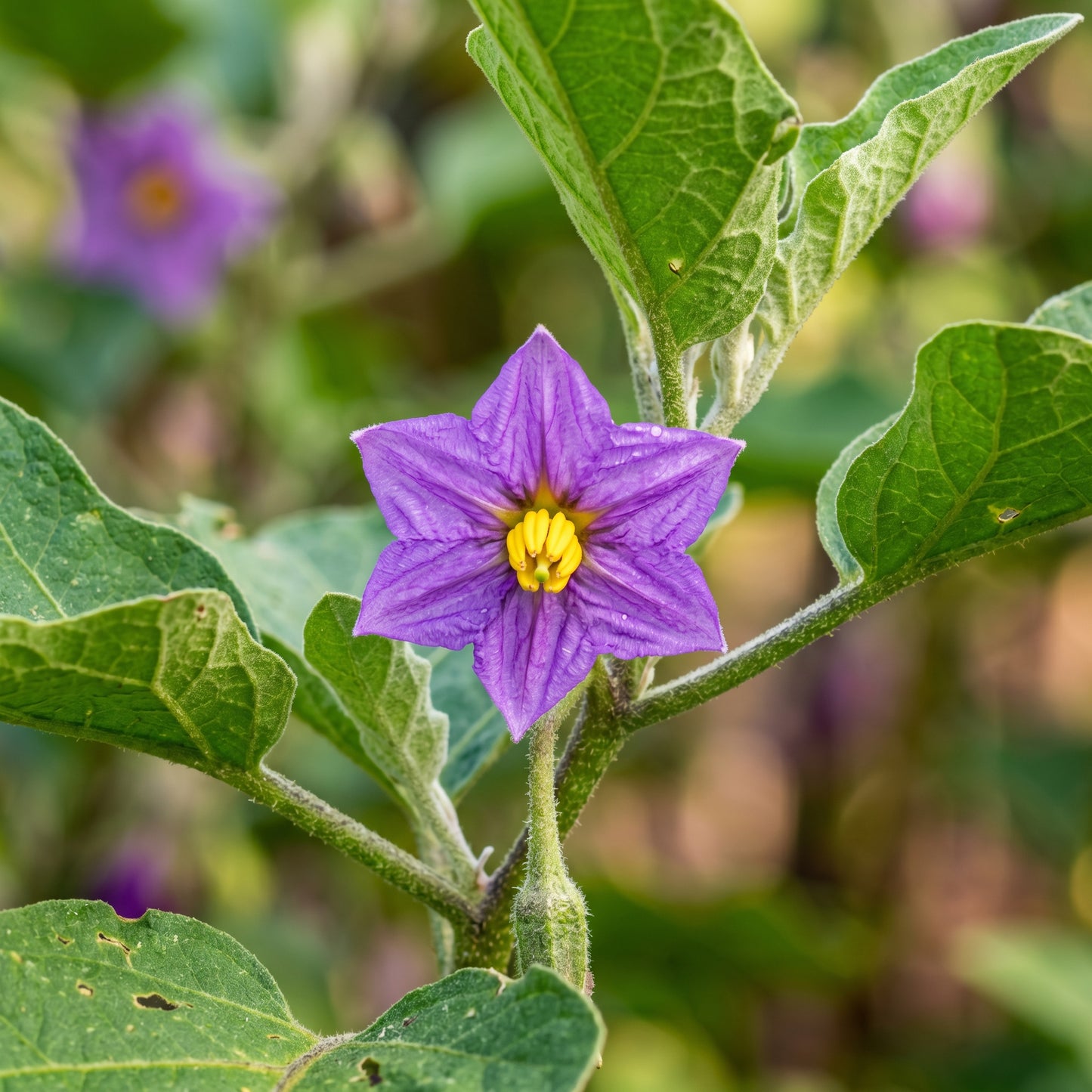 Organic Long Purple Eggplant Seeds – Heirloom Non-GMO Asian Italian Brinjal (Solanum melongena)