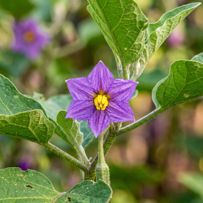 Organic Long Purple Eggplant Seeds – Heirloom Non-GMO Asian Italian Brinjal (Solanum melongena)