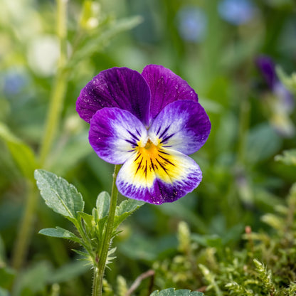 Sweet Viola Seeds – Garden Flower Seeds