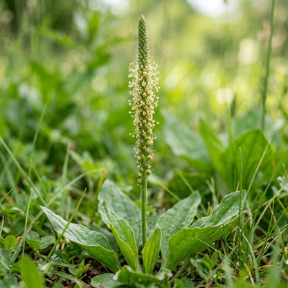 Plantain Seeds (Plantago major)
