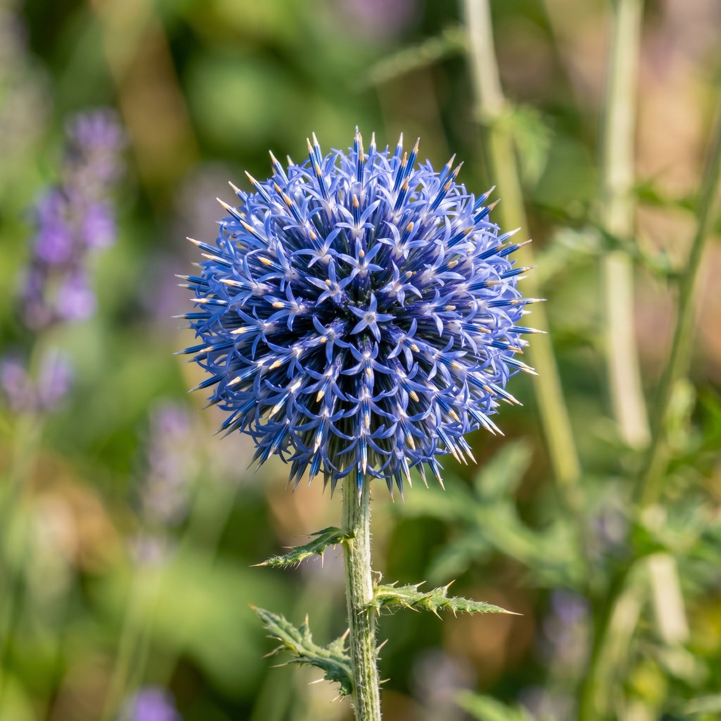 Blue Globe Thistle Seeds (Echinops ritro)