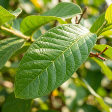 Guava Seeds Fruit Plant for Garden Growing
