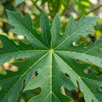 Papaya Seeds Tropical Fruit Plant for Garden Growing