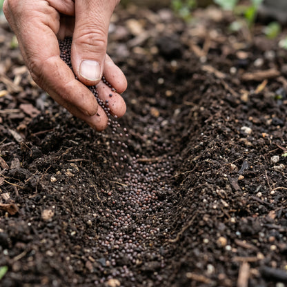 Golden Harvest Mustard Green Seeds for Planting – Leafy Greens for Home Gardens