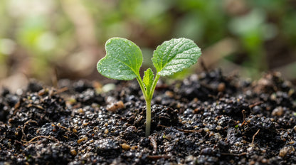 Ethiopian Mustard Seeds for Home Garden