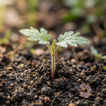 Tomato Chefs Choice Pink F1 Seeds for Home Garden