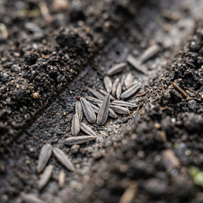 Lettuce All Year Round Seeds for Planting