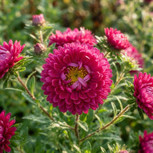 Magenta Aster Flower Seeds for Garden Planting