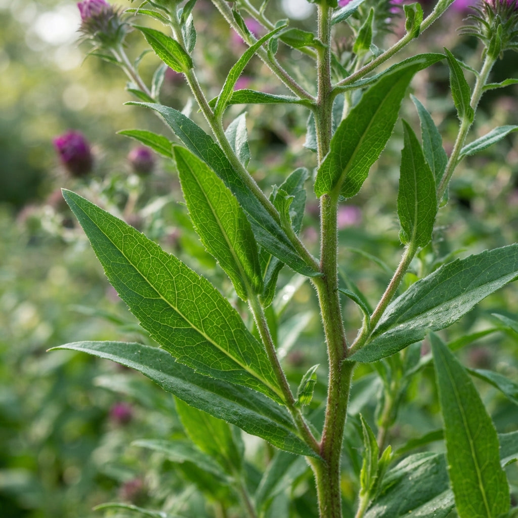 Magenta Aster Flower Seeds for Garden Planting