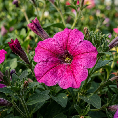 Magenta Petunia Seeds - Magenta Petunia Flower Seeds for Garden