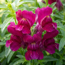 Magenta Snapdragon Flower Seeds For Planting