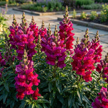 Magenta Snapdragon Flower Seeds For Planting