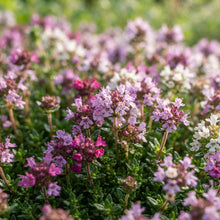 Magic Creeping Thyme Seeds for Planting