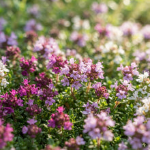 Magic Creeping Thyme Seeds for Planting