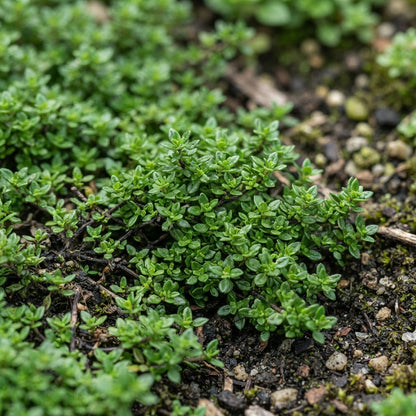 Magic Creeping Thyme Seeds for Planting
