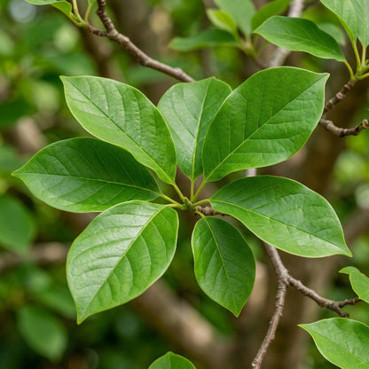 Magnolia Yulan Tulip Tree Flower Seeds - Magnolia Flower Seeds for Garden