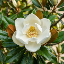 Magnolia Grandiflora Seeds for Garden Planting
