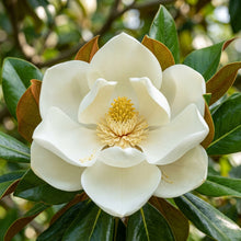 Magnolia Grandiflora Seeds for Garden Planting