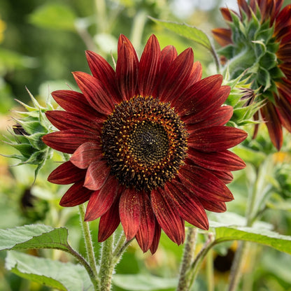 Mahogany Sunflower Seeds For Planting