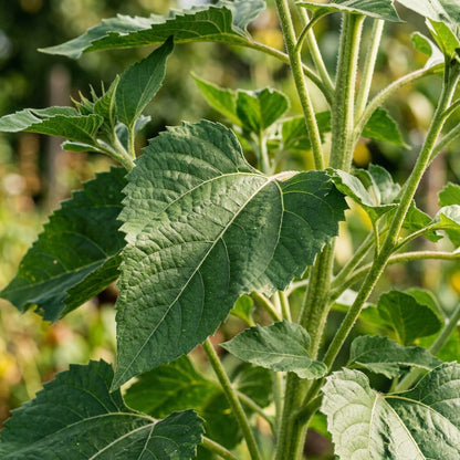 Mahogany Sunflower Seeds For Planting