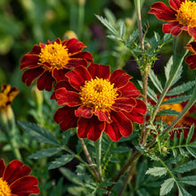 Mahogany Yellow Center Marigold Seeds For Planting